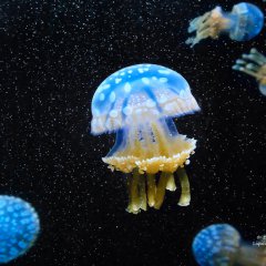 Cosmic Jellyfish