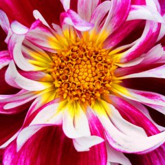 Nature's Creativity