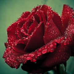 Deep Red Rose Redux