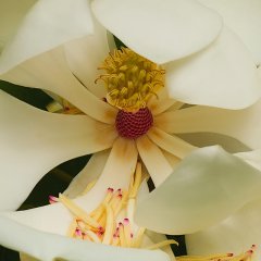 Magnolia