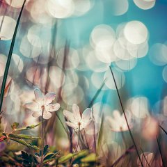 In Light