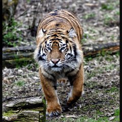 Move .... or else !