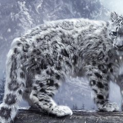 Snow leopard
