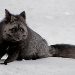 Silver Fox
