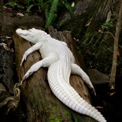 Albino Alligator