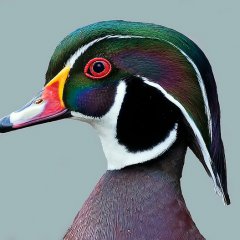 Wood Duck