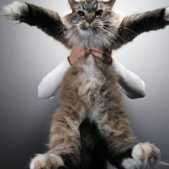 No animals were hurt in the making of this photo ahaha