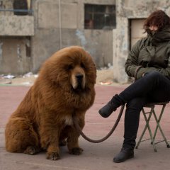 Tibetan Mastiff