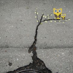 Owls on the road