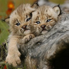 Lynx Kittens