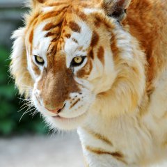 Walking golden tiger