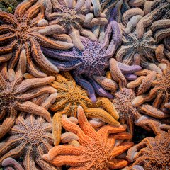 colorful starfish