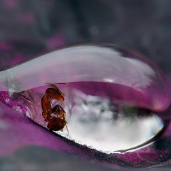 Caught in a droplet