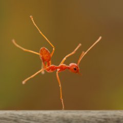 Break Dance