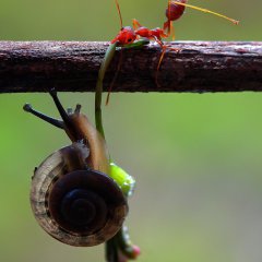 Rescue