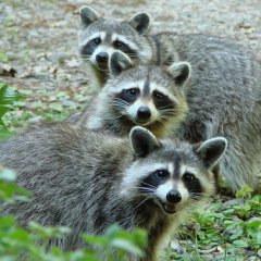 The Three Raccoon On A Hot Afternoon