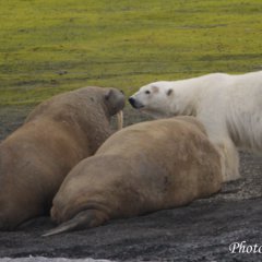 Meeting of Arctic Giants