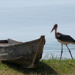 Skipper