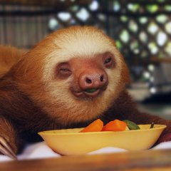baby 2 toed  sloth from the buttercup center