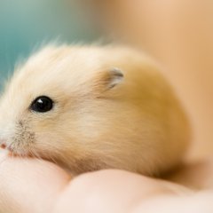 golden fluffball