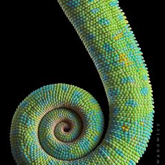 Prehensile