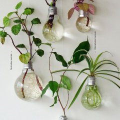 Decorative Plants From Old Light Bulbs