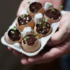 Planting Seeds Using Eggshells