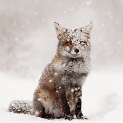 Fairytale Fox