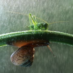 Two Lives, One Leaf