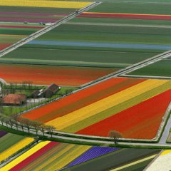 Netherlands’ Technicolor Tulip Fields