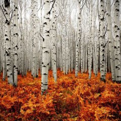 Getting Lost In An Aspen Forest