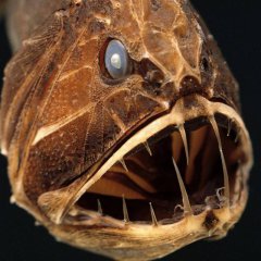 The Furious Fangtooth Fish