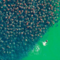 A Sweeping School Of Stingrays