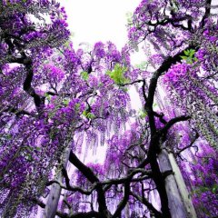 Japan’s Astounding Ashikaga Park