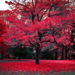 Canadian Autumn | 2008 #02