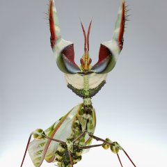Idolomantis diabolica