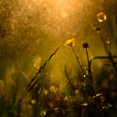 Wildflowers