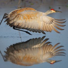 Sandhill Crane, Michigan