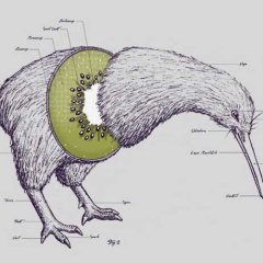 ‘<strong>Kiwi Anatomy</strong>’ by <a href=