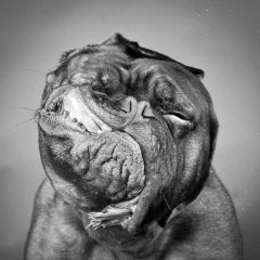Animal photography by <a href=