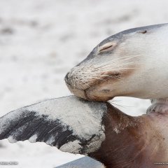 Australian Sea Lion