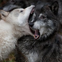 Sparring Wolves