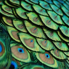 Peacock, Florida