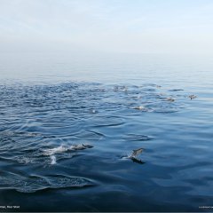 Bottlenose Dolphins, Mexico