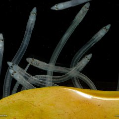 Glass Eels