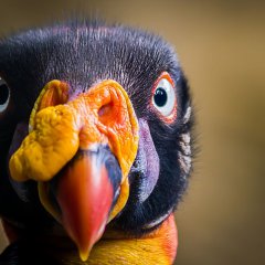 King Vulture