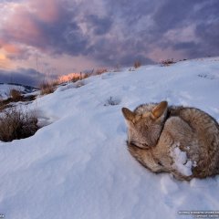 Coyote, Yellowstone National Park