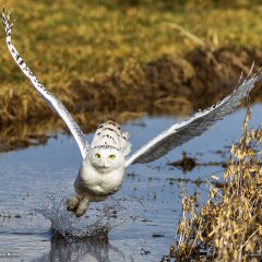 Snowy Owl, Canada