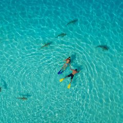 Snorkelers and Sharks, French Polynesia
