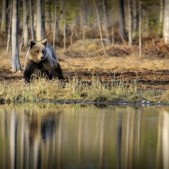 Bear, Finland